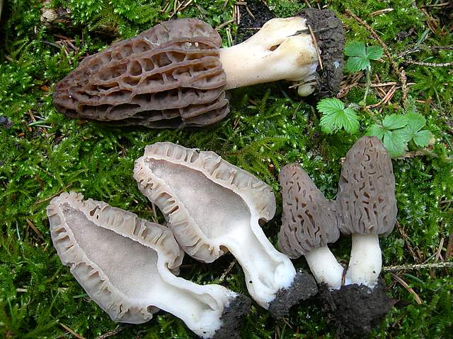 Le prime specie primaverili